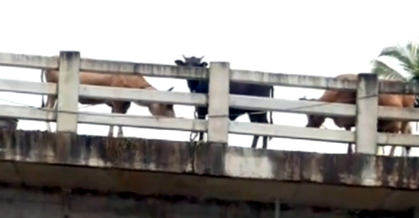 cow farm cow farm